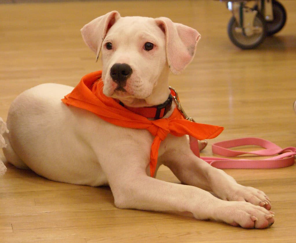 Dog-Friendly Legislation That Actually Makes Sense (image credits: flickr)
