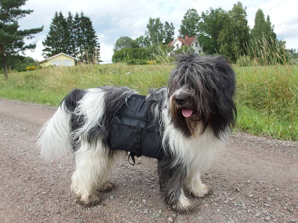 Outdoor Adventures That Welcome Four-Legged Hikers (image credits: flickr)
