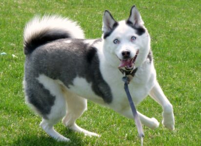12 Things Dogs Love at the Park And 3 That Scare Them