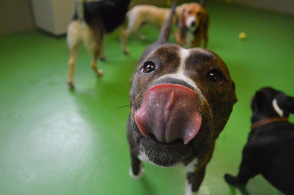 Exceptional Veterinary Care and Animal Health Services (image credits: flickr)