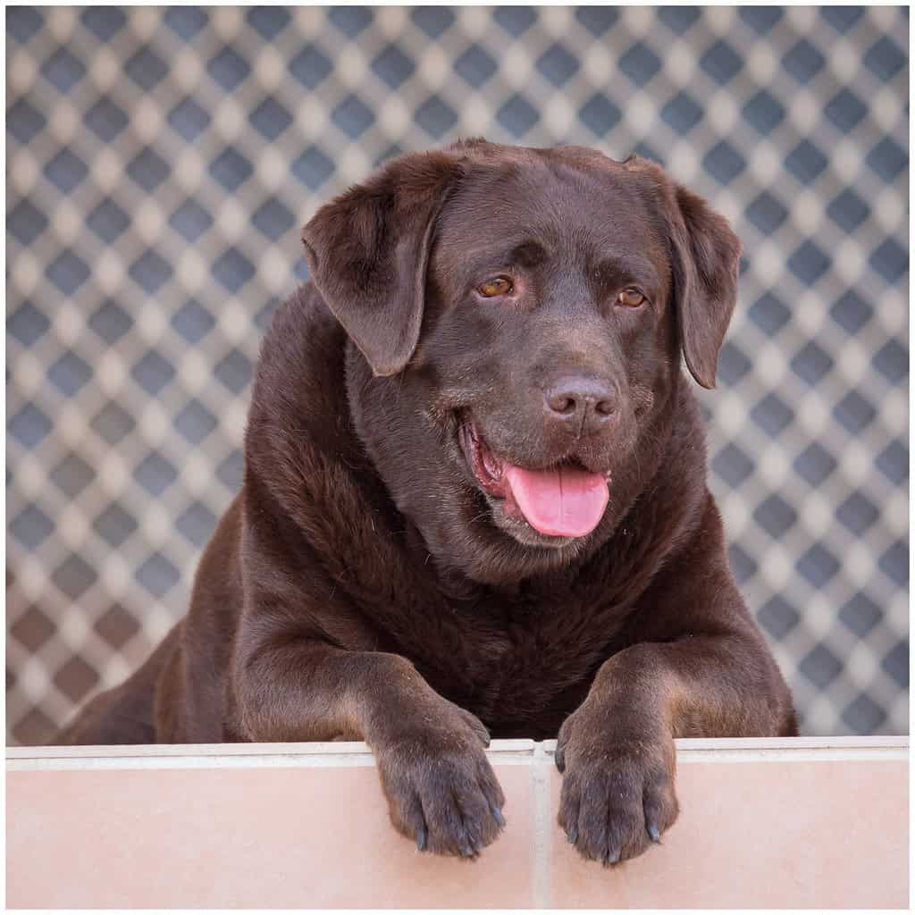 Strong Animal Rescue and Adoption Community (image credits: flickr)