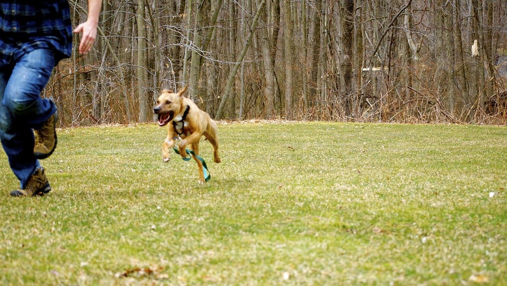 Weather and Geography Perfect for Active Dogs (image credits: flickr)