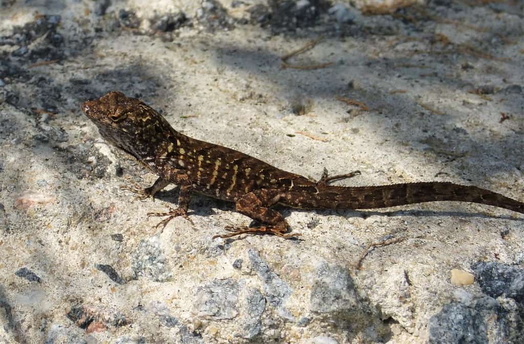 10. Brown Anole Lizards - Speed Demons of Adaptation (image credits: flickr)