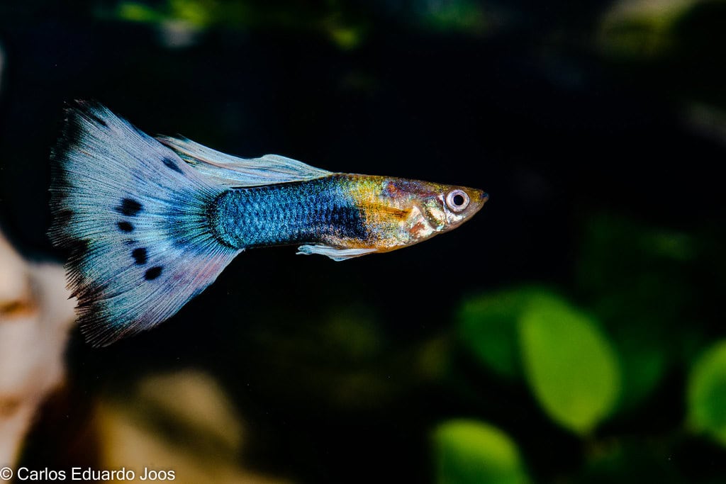 7. Guppies - Fashion-Forward Fish (image credits: flickr)