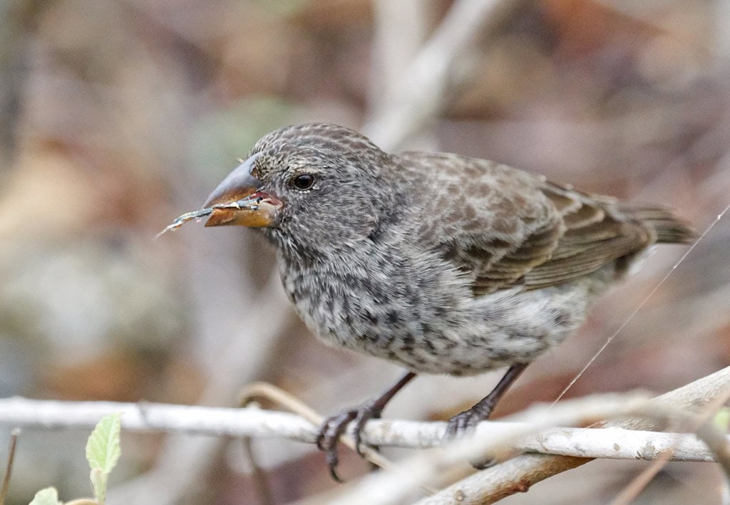 4. Darwin's Finches - Evolution's Poster Children (image credits: flickr)