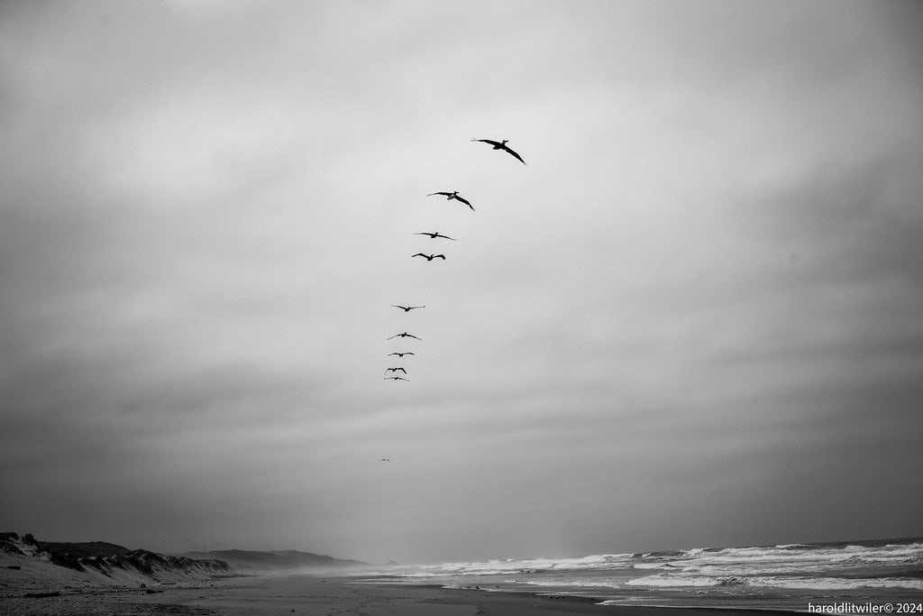 Cooperative Wind Riding Formations (image credits: flickr)