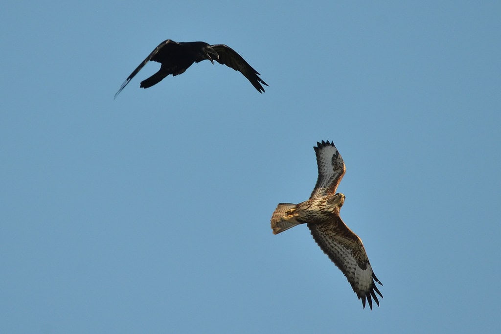 Interspecies Communication Networks (image credits: flickr)