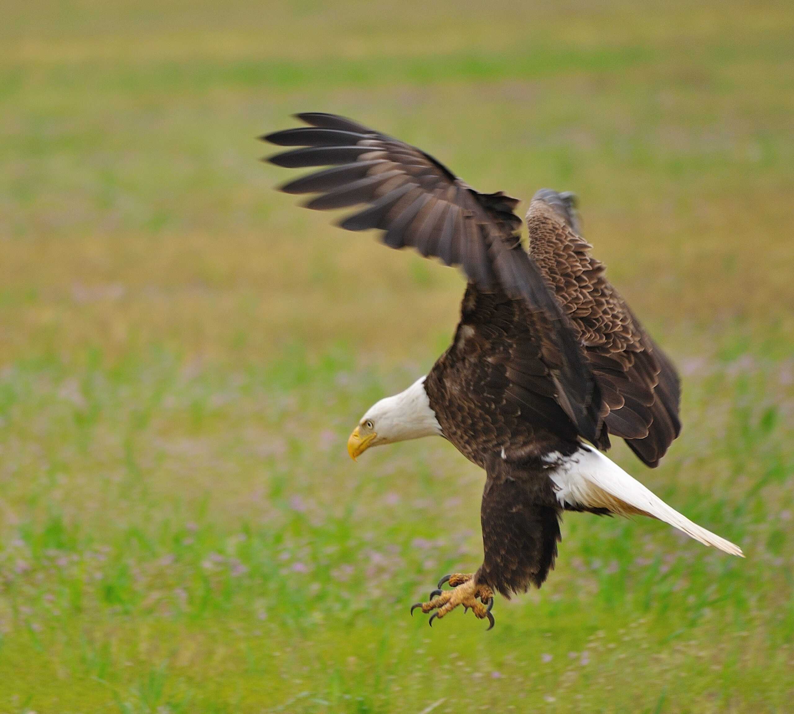 Sleep Pattern Optimization for Hunting Success (image credits: wikimedia)