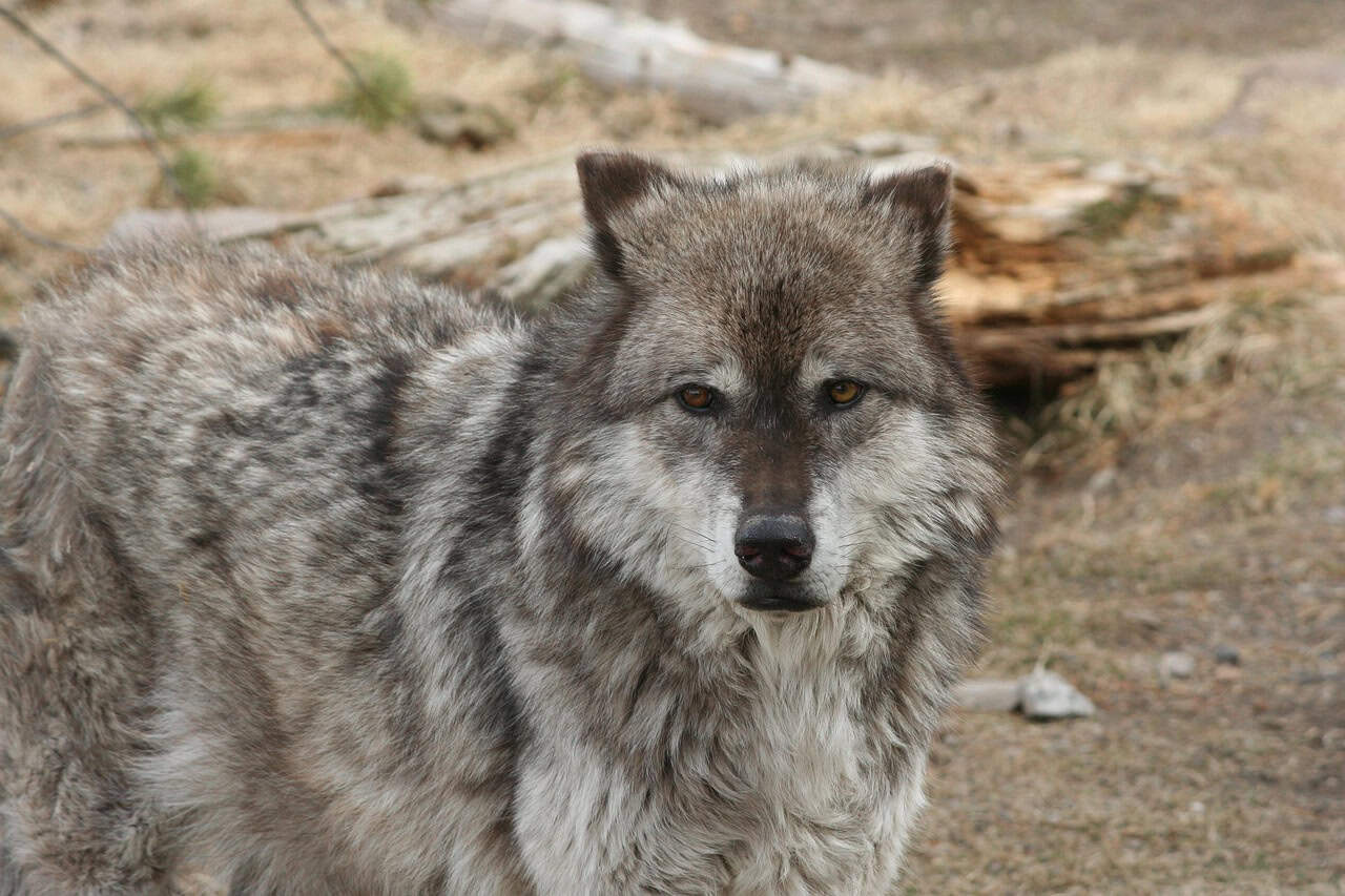 Yellowstone National Park - The Ultimate Wolf Success Story (image credits: pixabay)