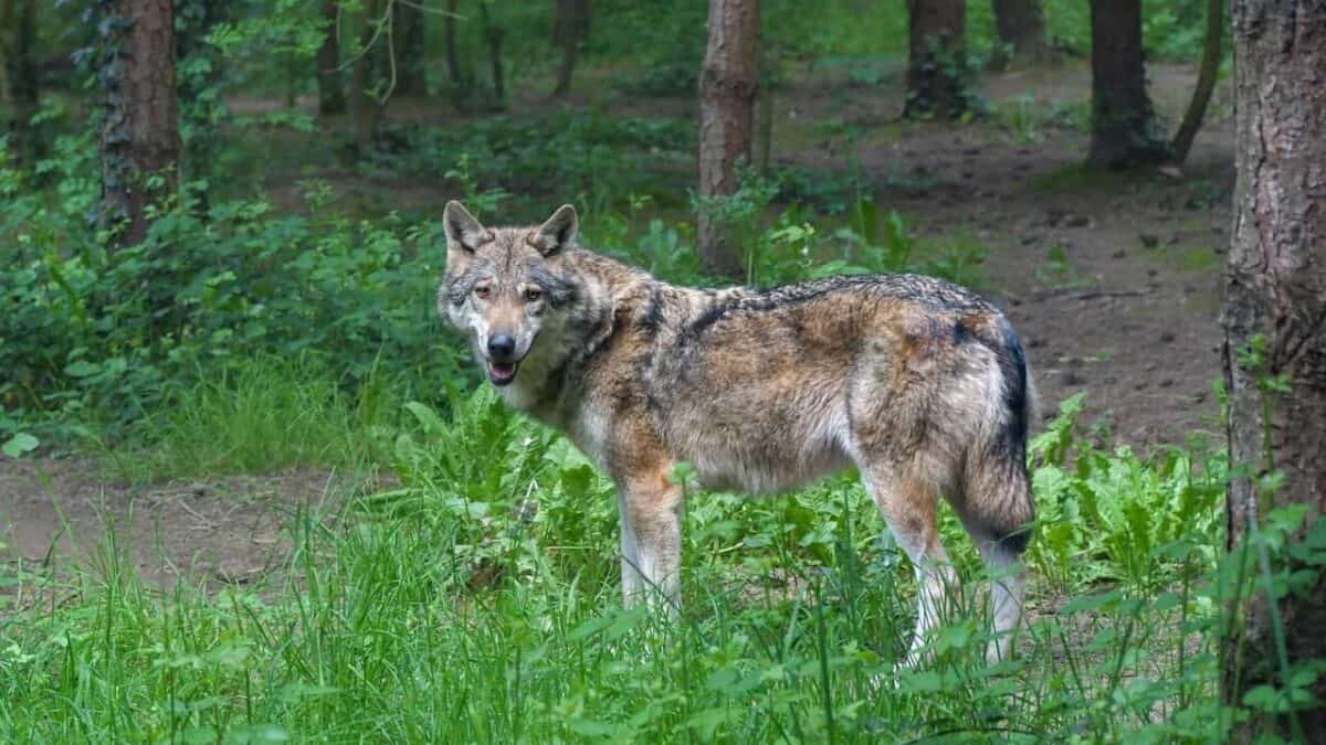 Minnesota's North Woods - America's Wolf Stronghold