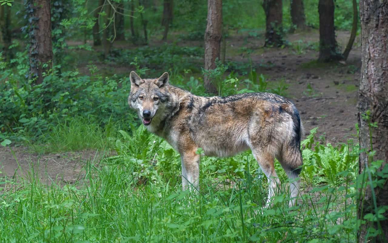 Minnesota's North Woods - America's Wolf Stronghold (image credits: pixabay)