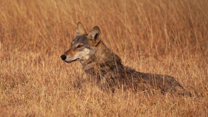 12 Animals You Should Never Approach in the Wild