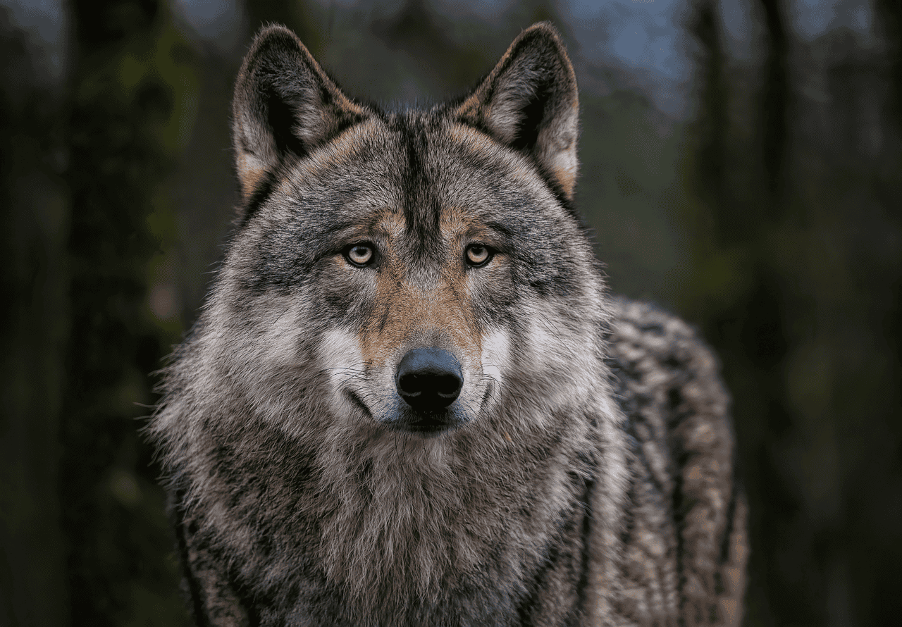 Poland's Białowieża Forest - Ancient European Sanctuary (image credits: pixabay)