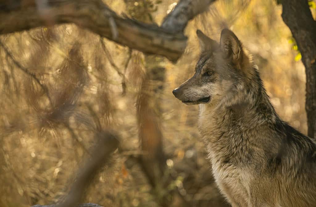 Desert Regions - Too Harsh Even for Wolves