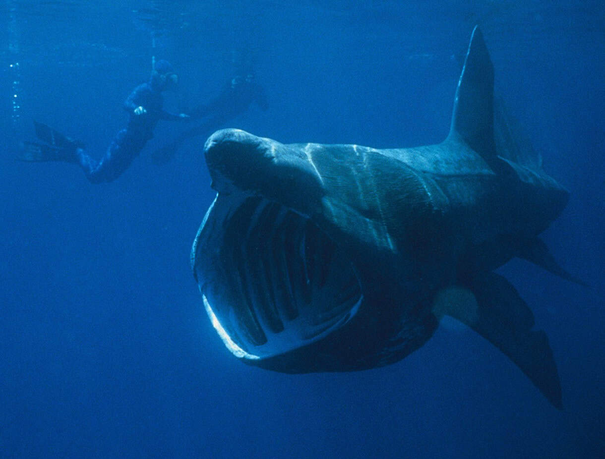 The Basking Shark: Prehistoric Filter Feeder (image credits: wikimedia)