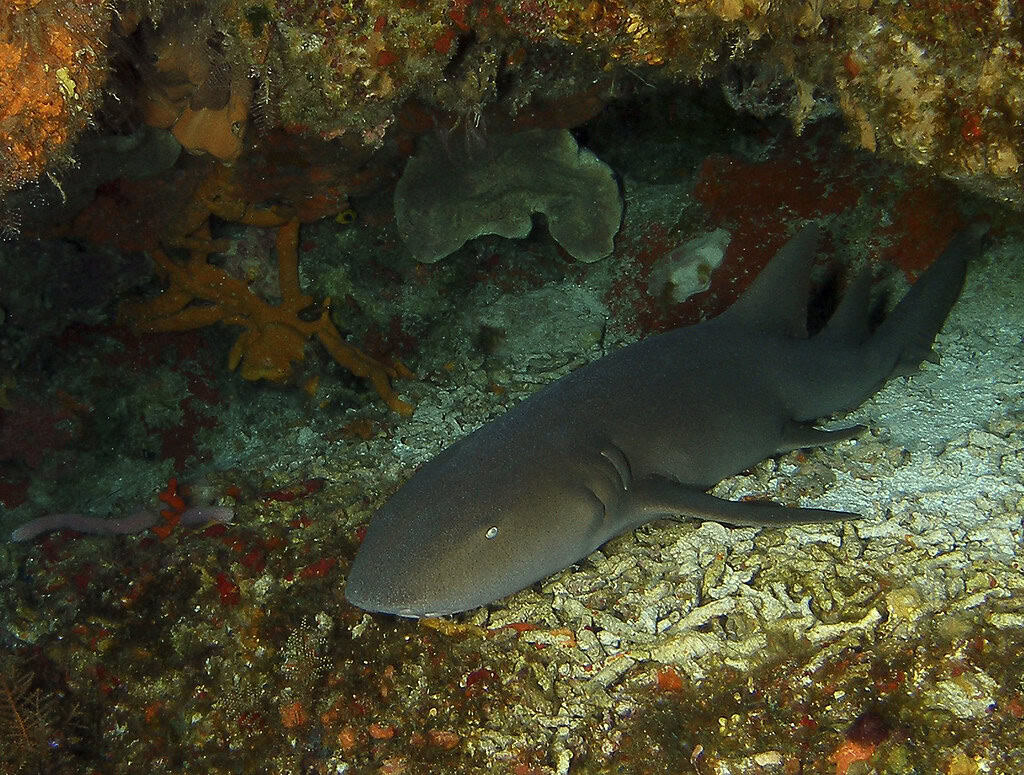 The Nurse Shark: The Ocean's Couch Potato (image credits: flickr)