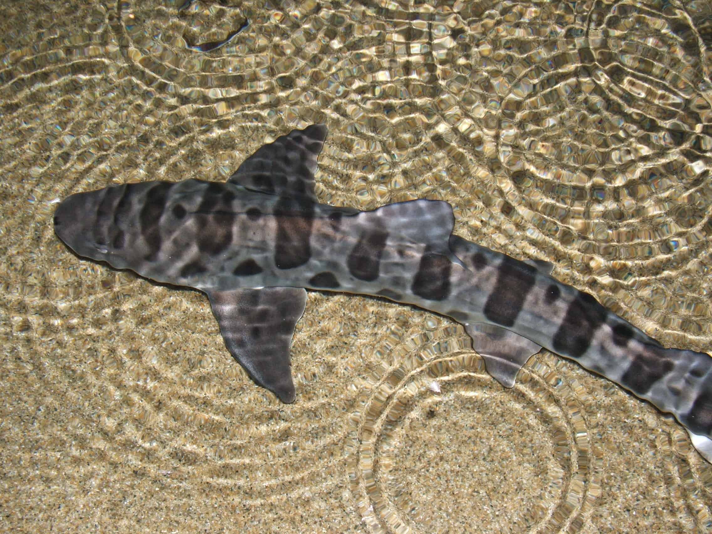 The Zebra Shark: The Puppy Dog of the Reef (image credits: By Tewy, CC BY 2.5, https://commons.wikimedia.org/w/index.php?curid=1383025)