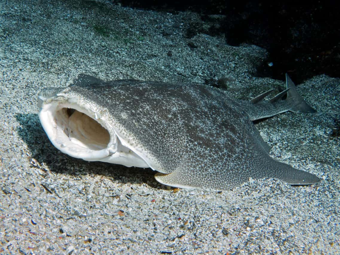 The Angel Shark: The Flattened Gentle Giant (image credits: wikimedia)