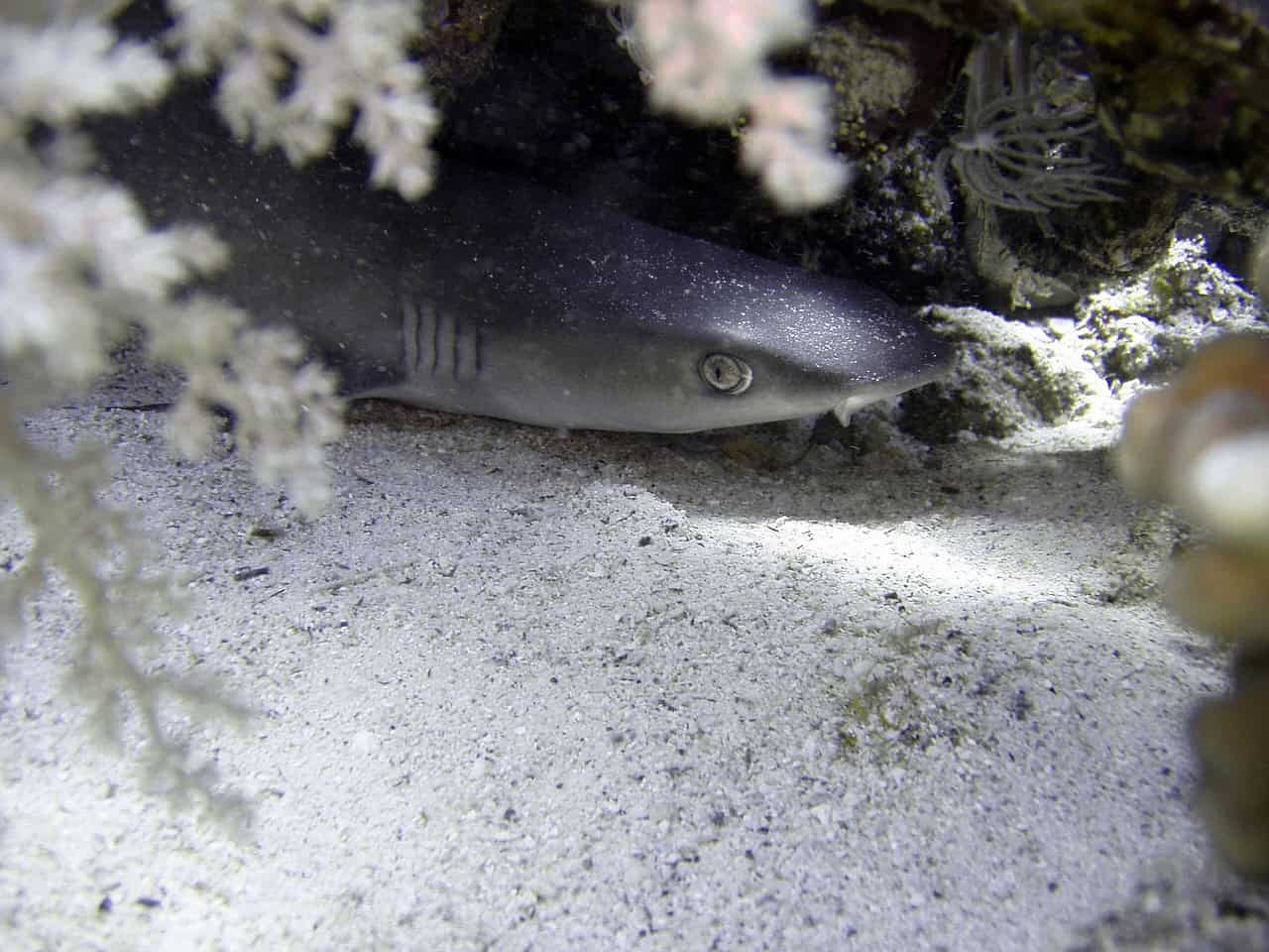 The Carpet Shark: Master of Disguise (image credits: pixabay)