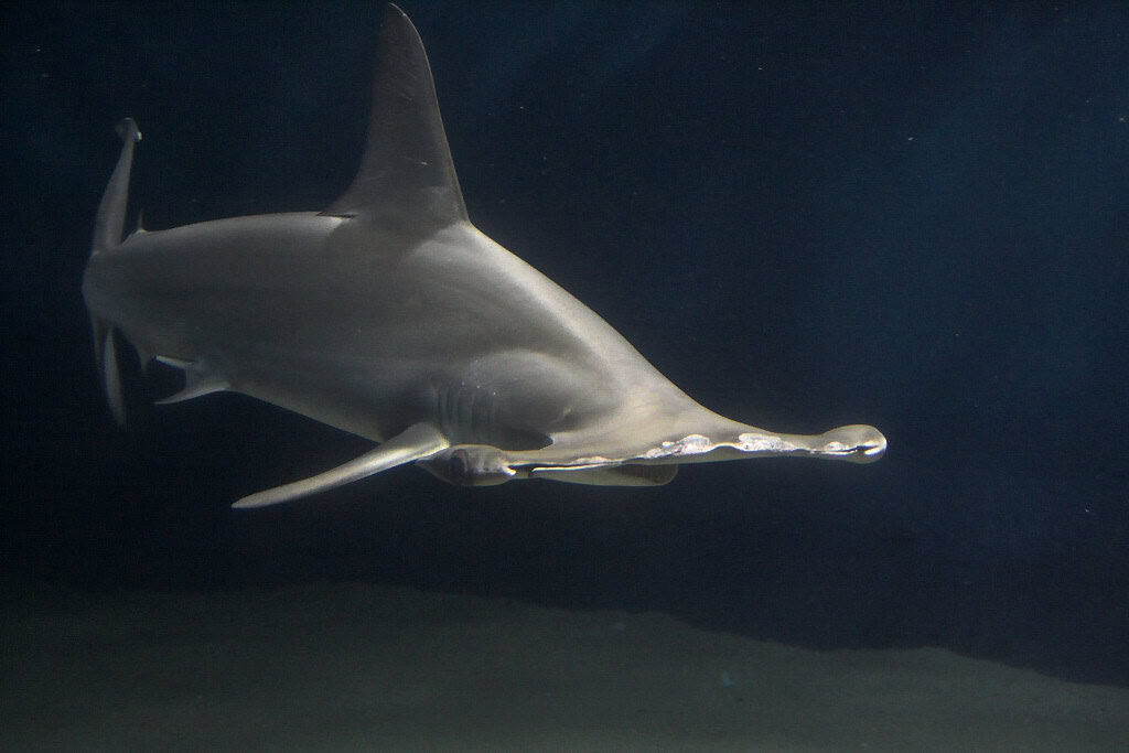 The Smooth Hammerhead: The Gentle Hammer (image credits: flickr)