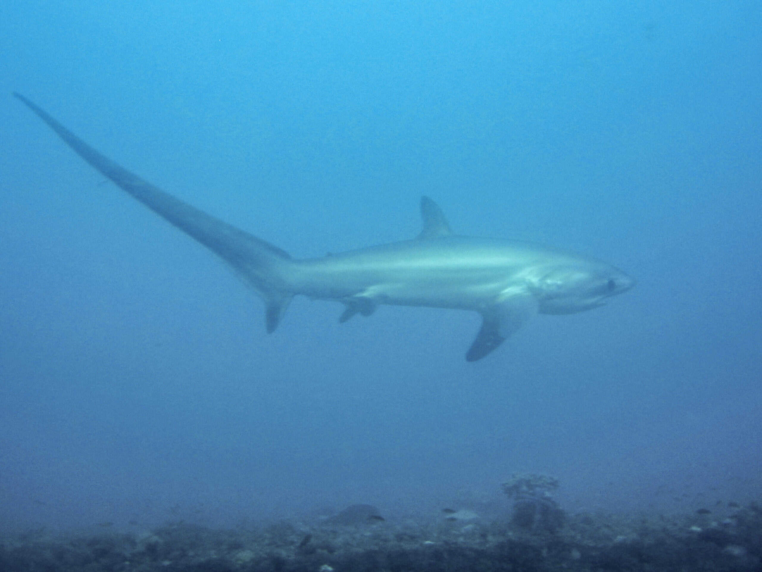 The Thresher Shark: The Tail-Whipping Gentle Giant (image credits: By Petter Lindgren, CC BY-SA 3.0, https://commons.wikimedia.org/w/index.php?curid=24482178)