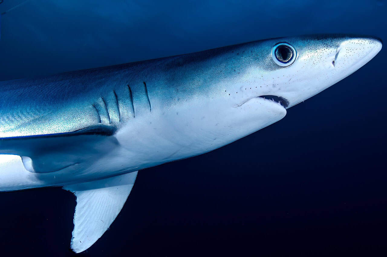 The Shortfin Mako: The Speed Demon (image credits: pixabay)