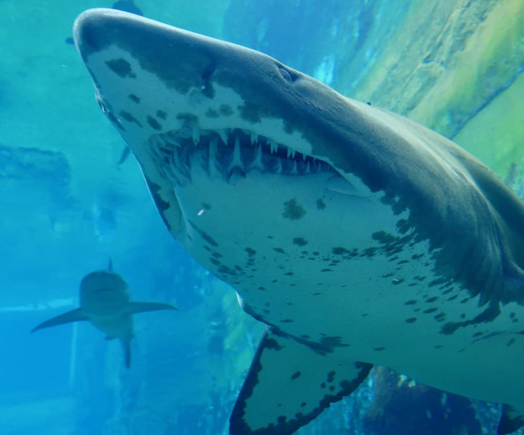 The Sand Tiger Shark: The Menacing Predator (image credits: flickr)