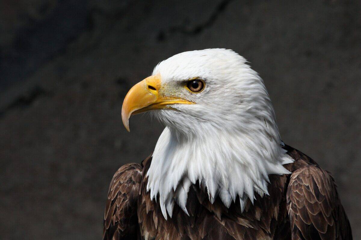 The Magnificent Bald Eagle: America's Soaring Symbol