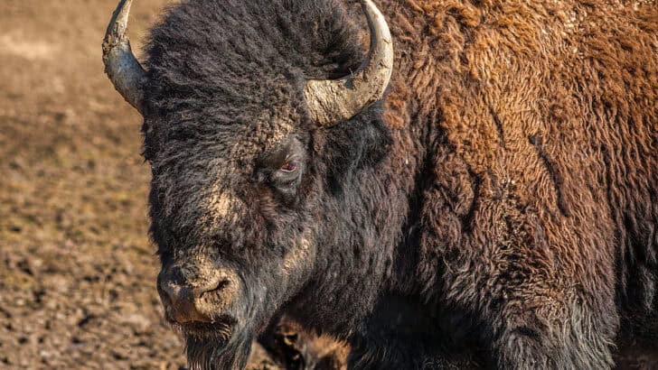 10 Dangerous Animals You Can See in Yellowstone National Park