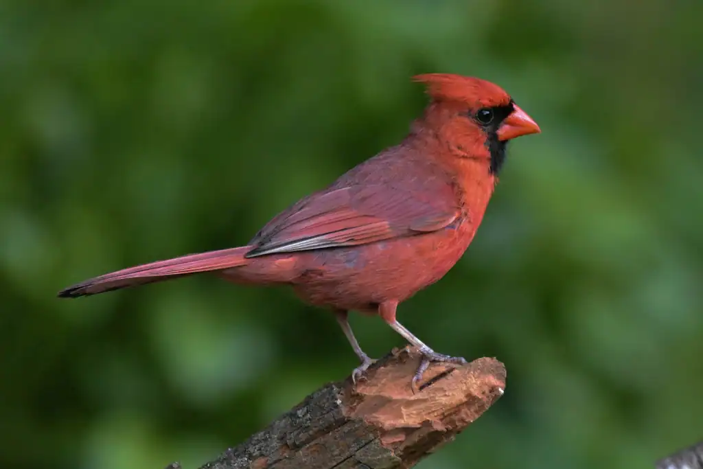 Red Cardinals: Living Jewels in America's Backyards