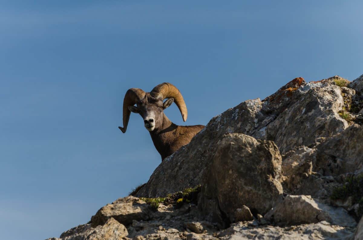Bighorn Sheep: Rocky Mountain Climbers with Attitude