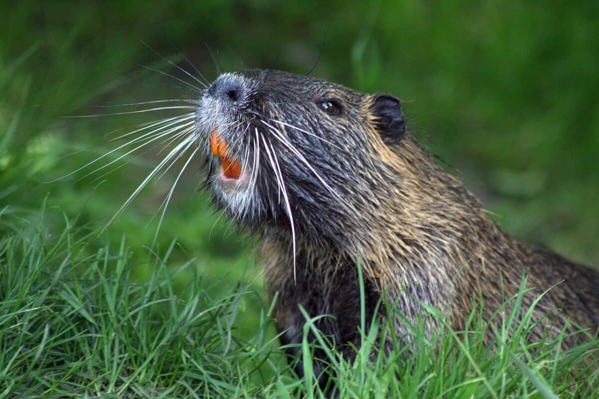The Industrious American Beaver: Nature's Engineer