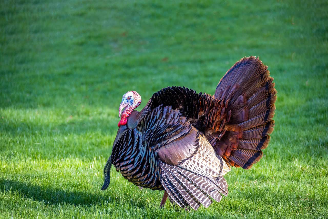 Wild Turkeys: The Bird That Almost Became Our National Symbol (image credits: pixabay)