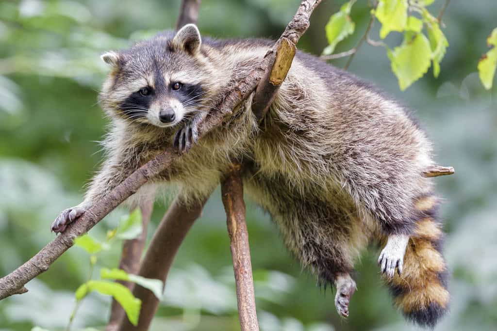 Raccoons: The Masked Bandits with Human-Like Hands (image credits: flickr)
