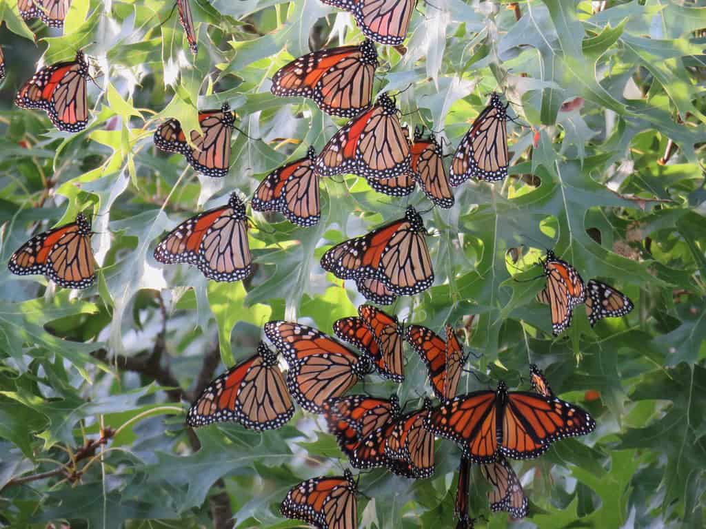 Monarch Butterflies: Tiny Travelers on Epic Journeys (image credits: flickr)