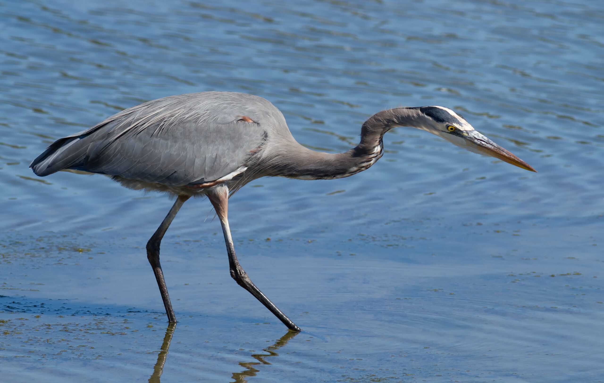 Great Blue Herons: Majestic Fishers of American Waterways (image credits: wikimedia)