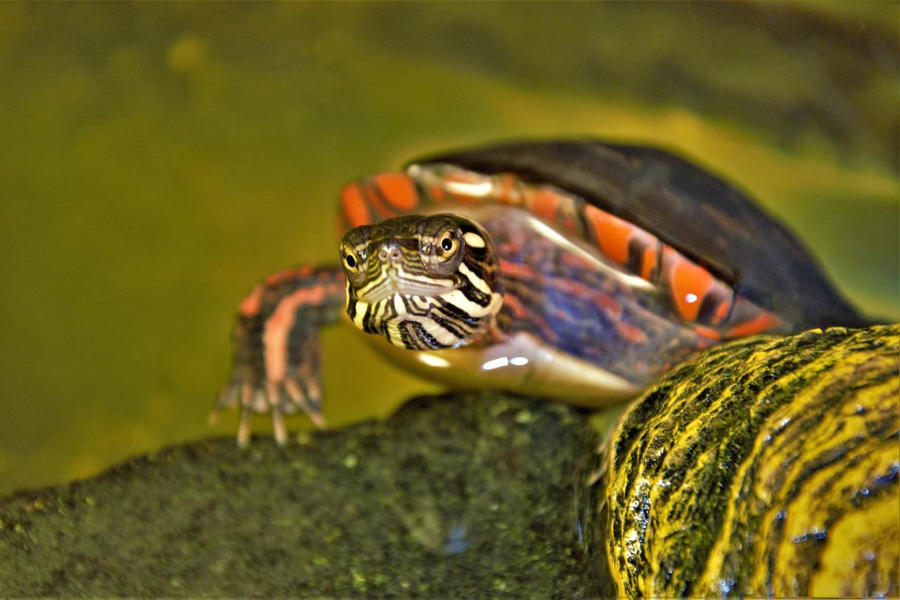 Painted Turtles: Colorful Survivors in America's Ponds (image credits: pixabay)