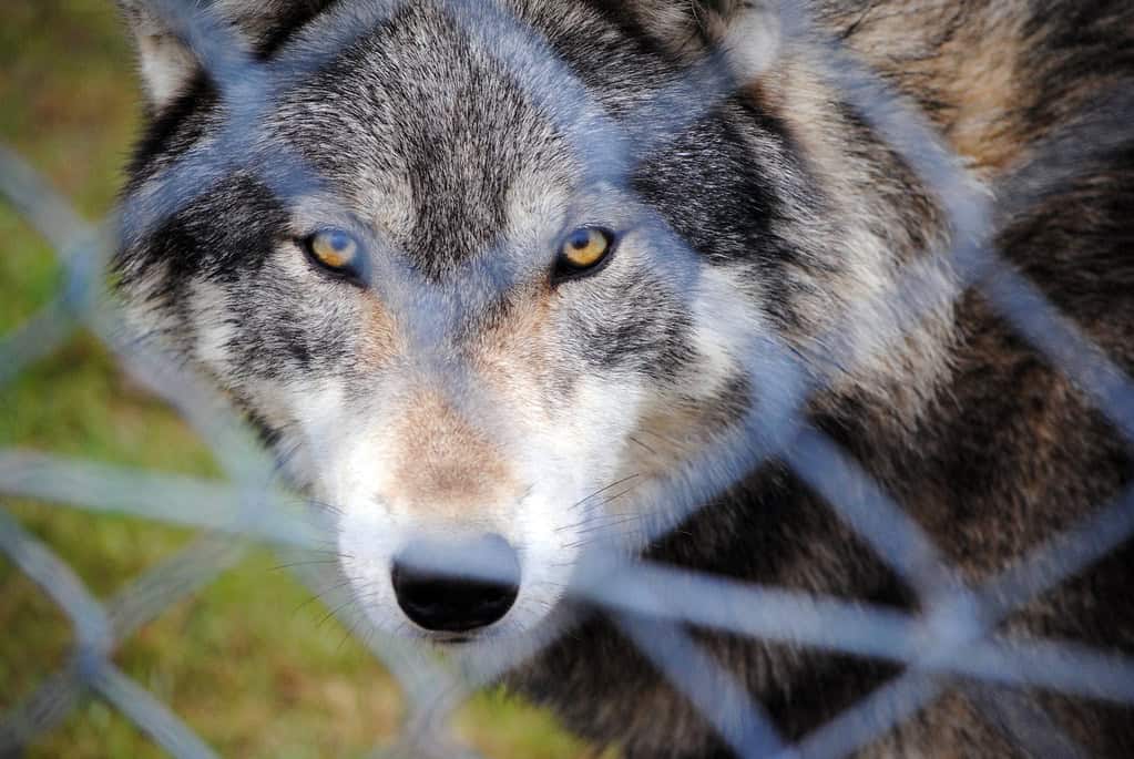 Wolf Conservation Challenges and Success Stories (image credits: flickr)