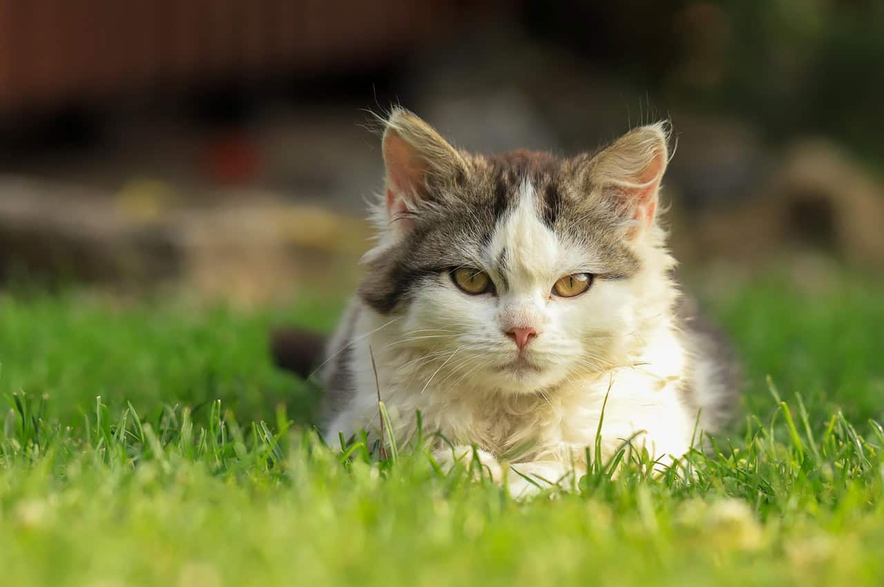 The Evolutionary Origins of Cat Communication (image credits: pixabay)
