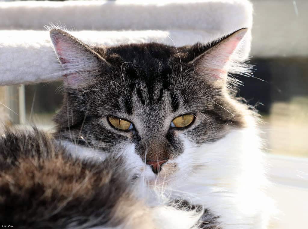 The Expressive Power of Feline Eyes (image credits: flickr)