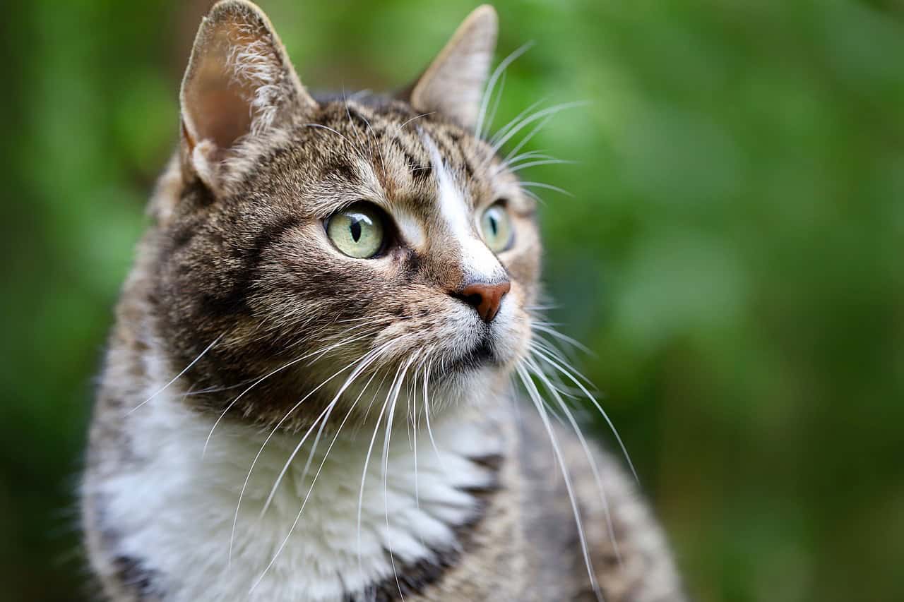 Whisker Positions as Mood Indicators (image credits: pixabay)