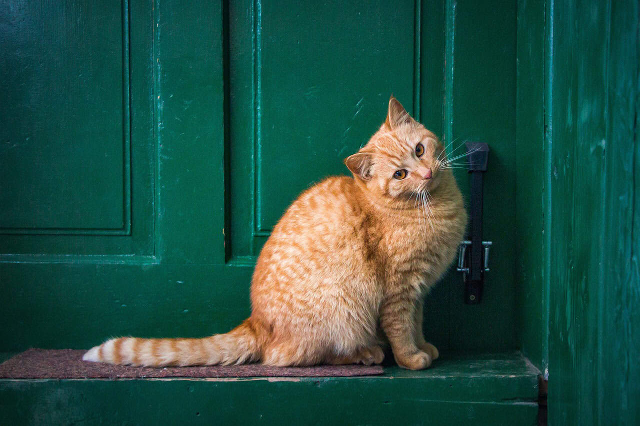 Tail Talk: The Most Expressive Appendage (image credits: pixabay)