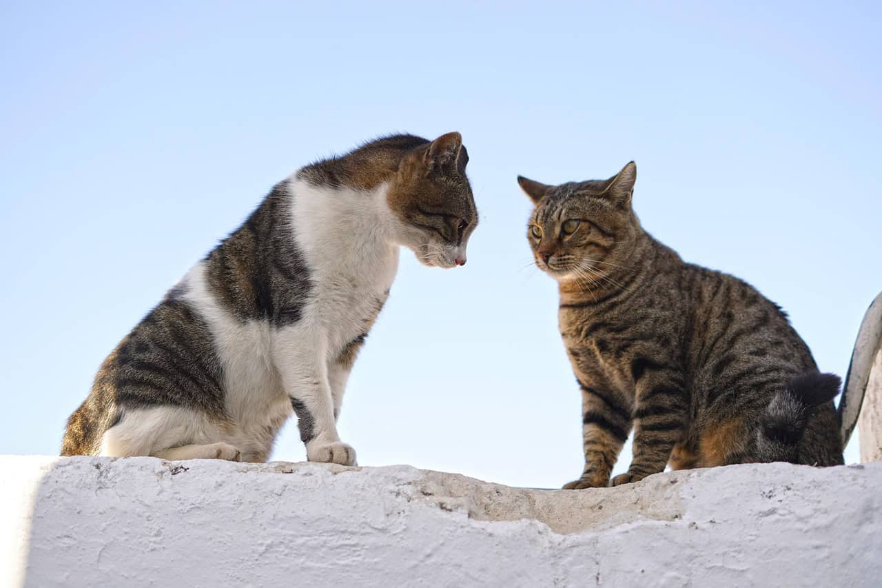 Playful Body Language vs Aggressive Behavior (image credits: pixabay)