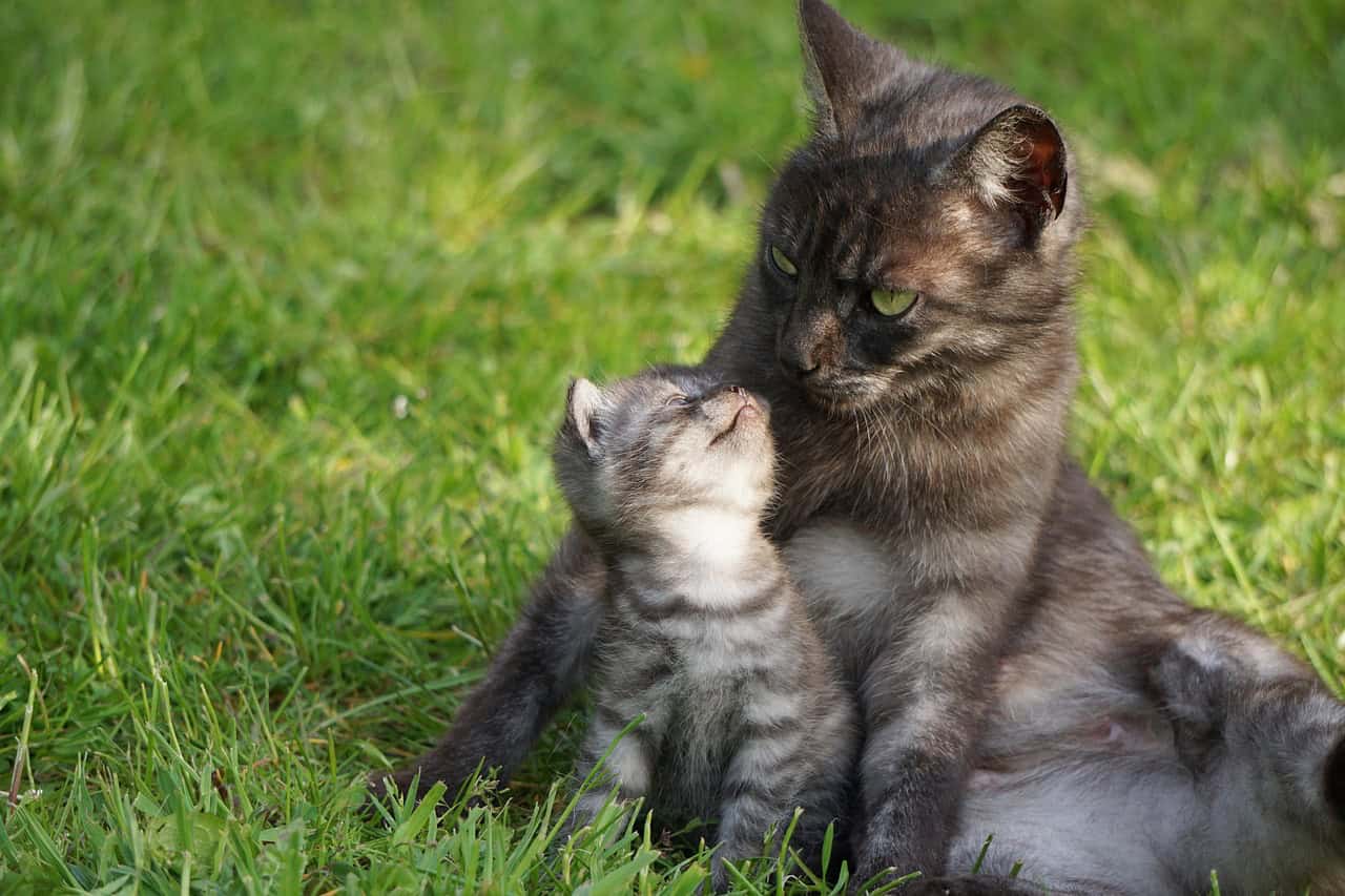 Maternal and Kitten Communication Patterns (image credits: pixabay)