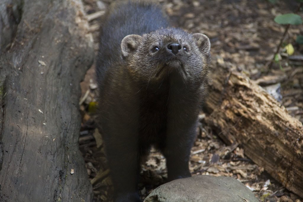Fisher in Several Eastern Parks (image credits: flickr)