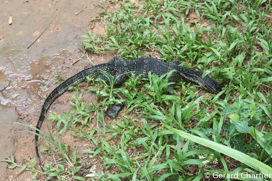 10. Lizards (image credits: flickr)