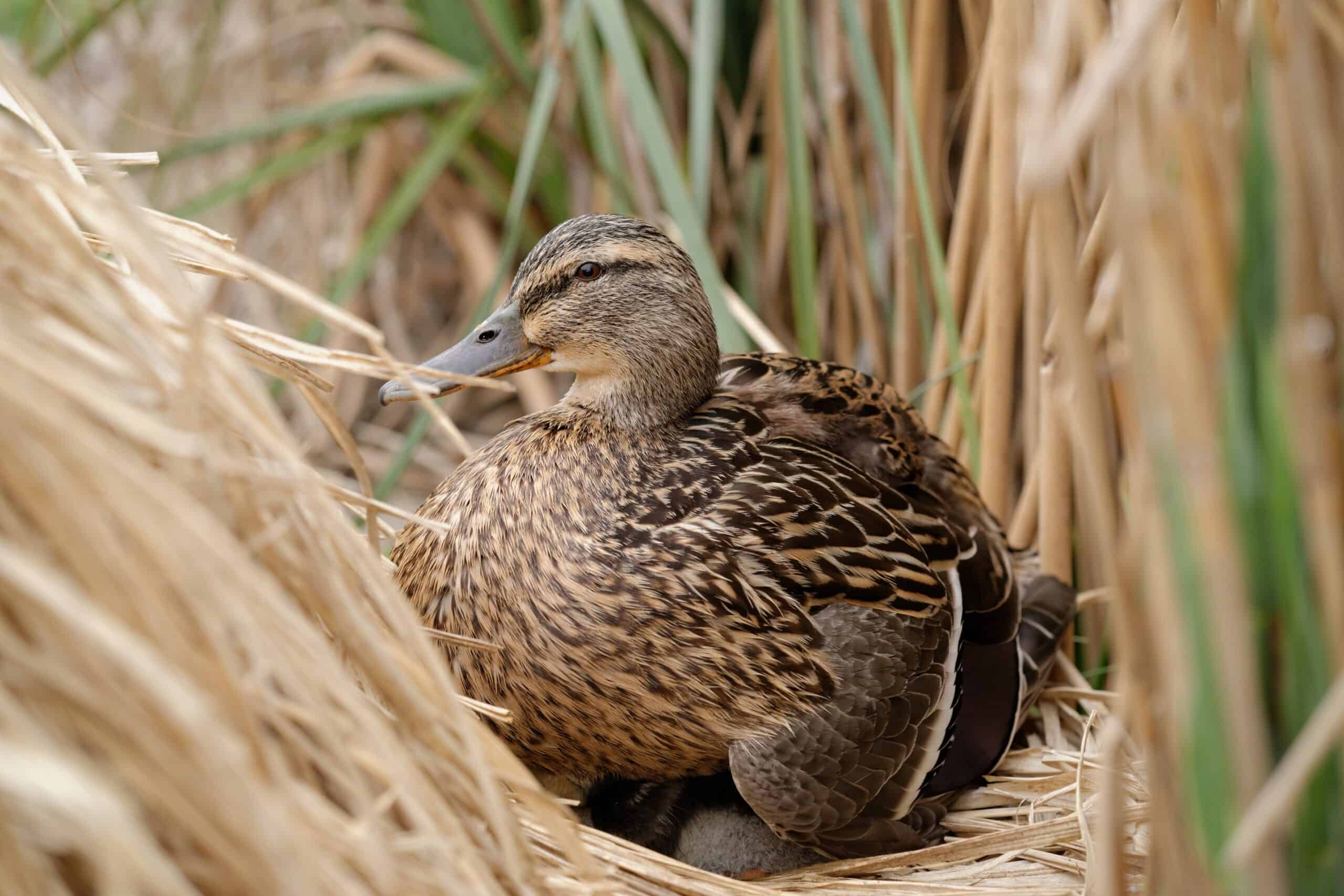 8. Ducks (image credits: wikimedia)