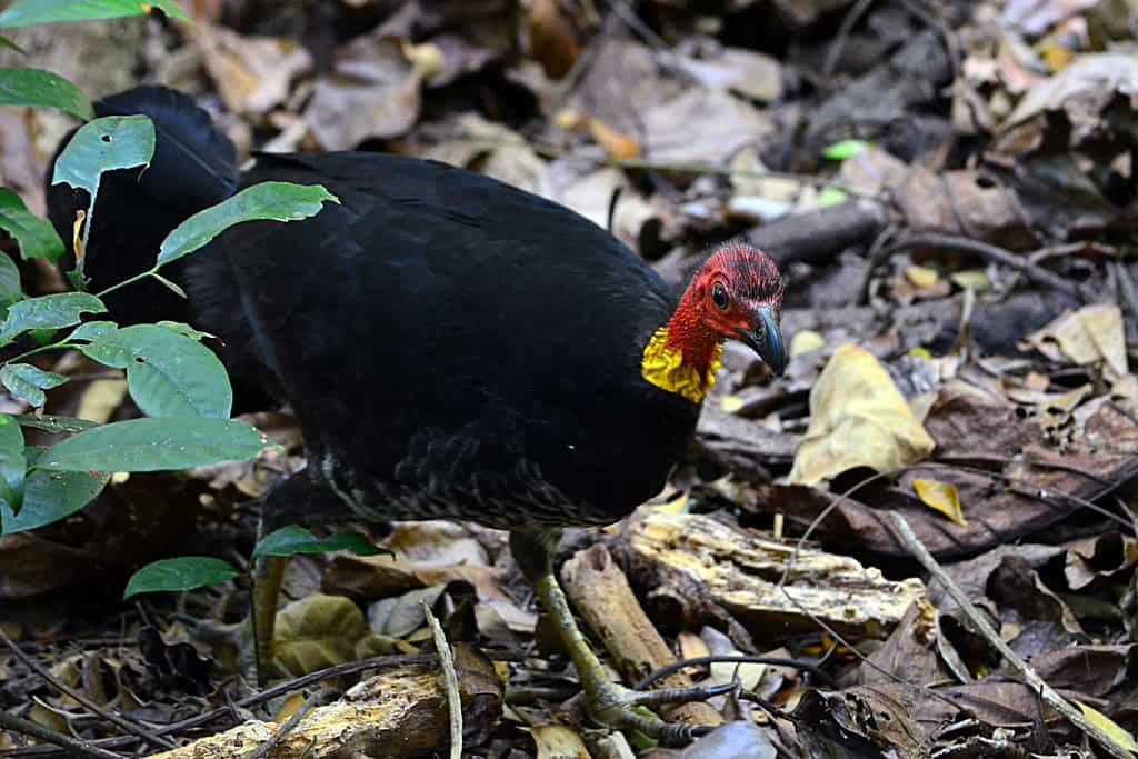 6 Australian brush turkeys build mounds that act as natural incubators (image credits: flickr)