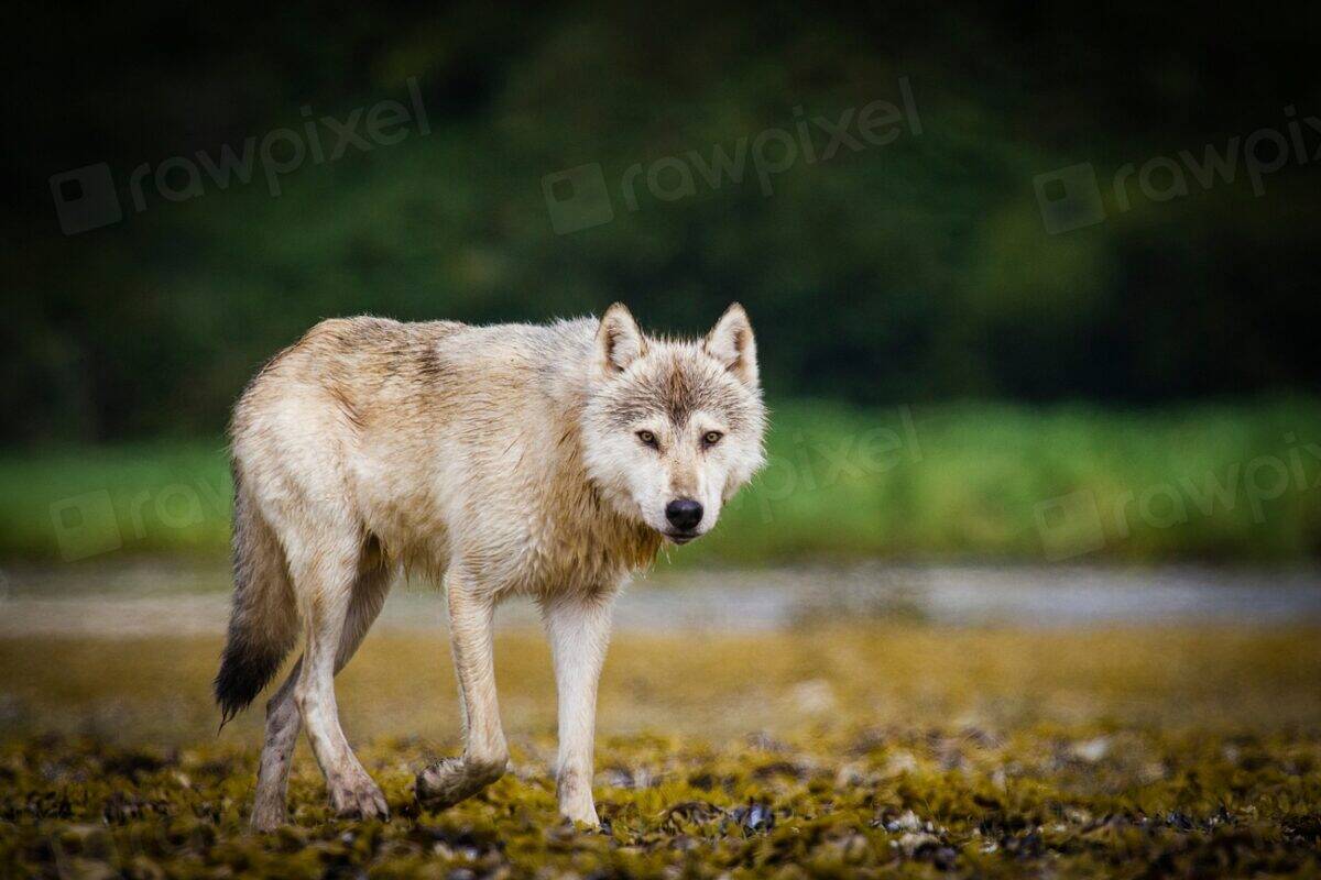 1. Wolves Are Villains in Nature