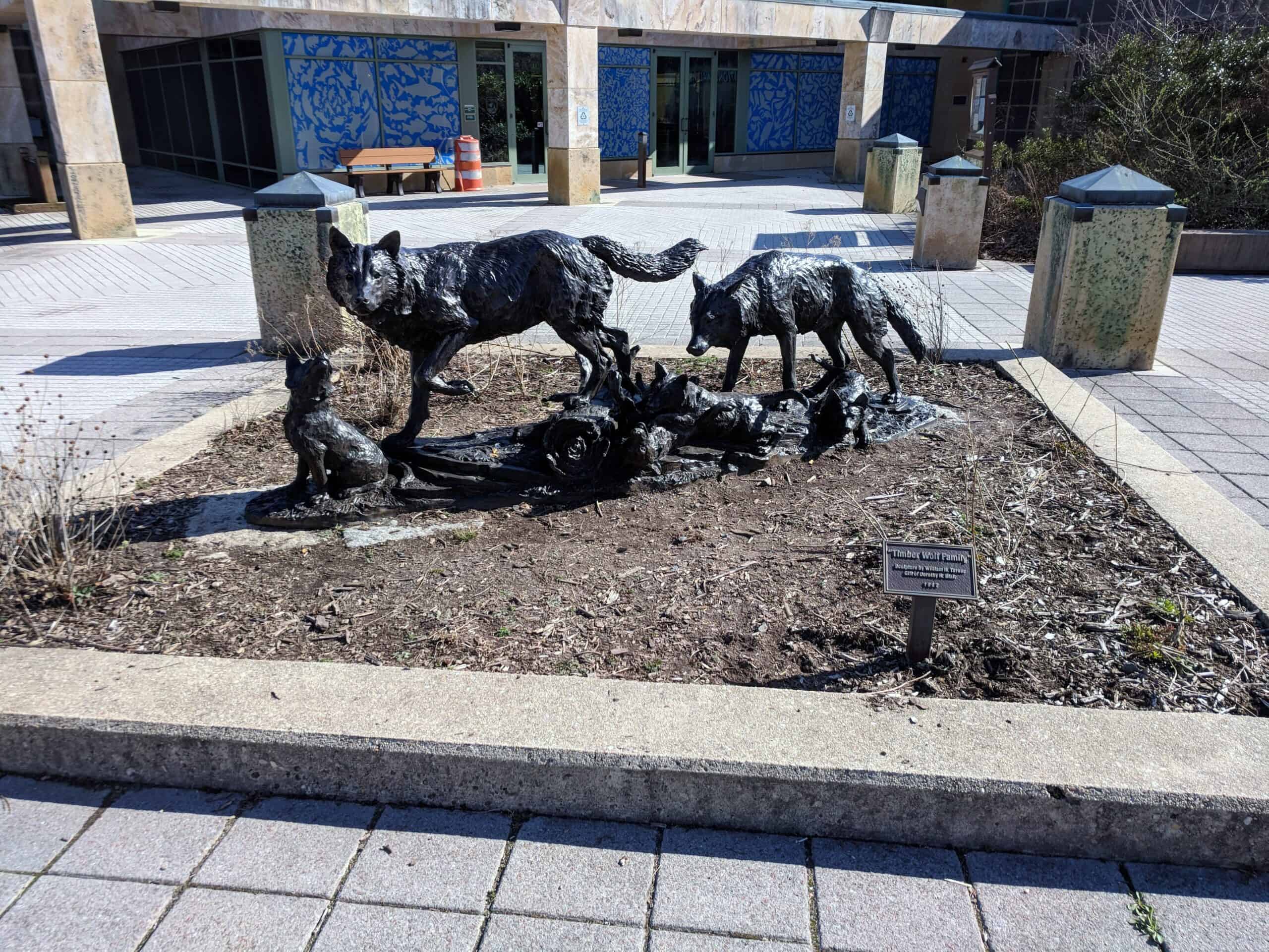 5. Wolves Are Ruthless Alpha Leaders (image credits: wikimedia)